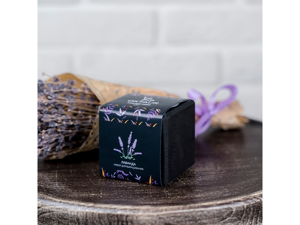 Набор для выращивания Small village cube Эхинокактус Альбинос